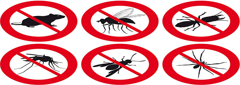 control de plagas en Madrid precios